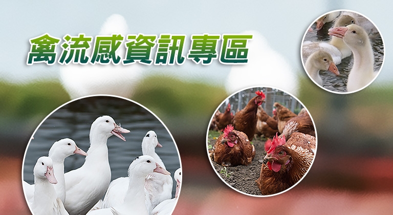 行政院農委會「禽流感資訊專區」（此項連結開啟新視窗）